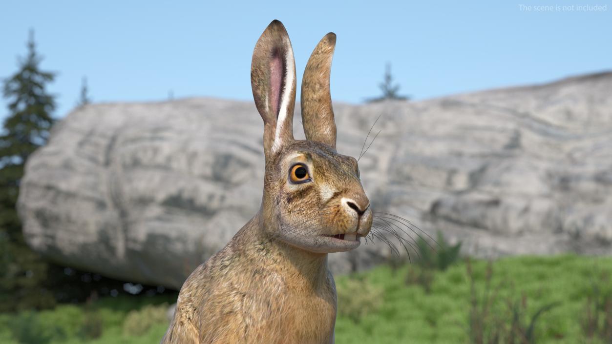 3D model Hare  Animated Rigged for Cinema 4D