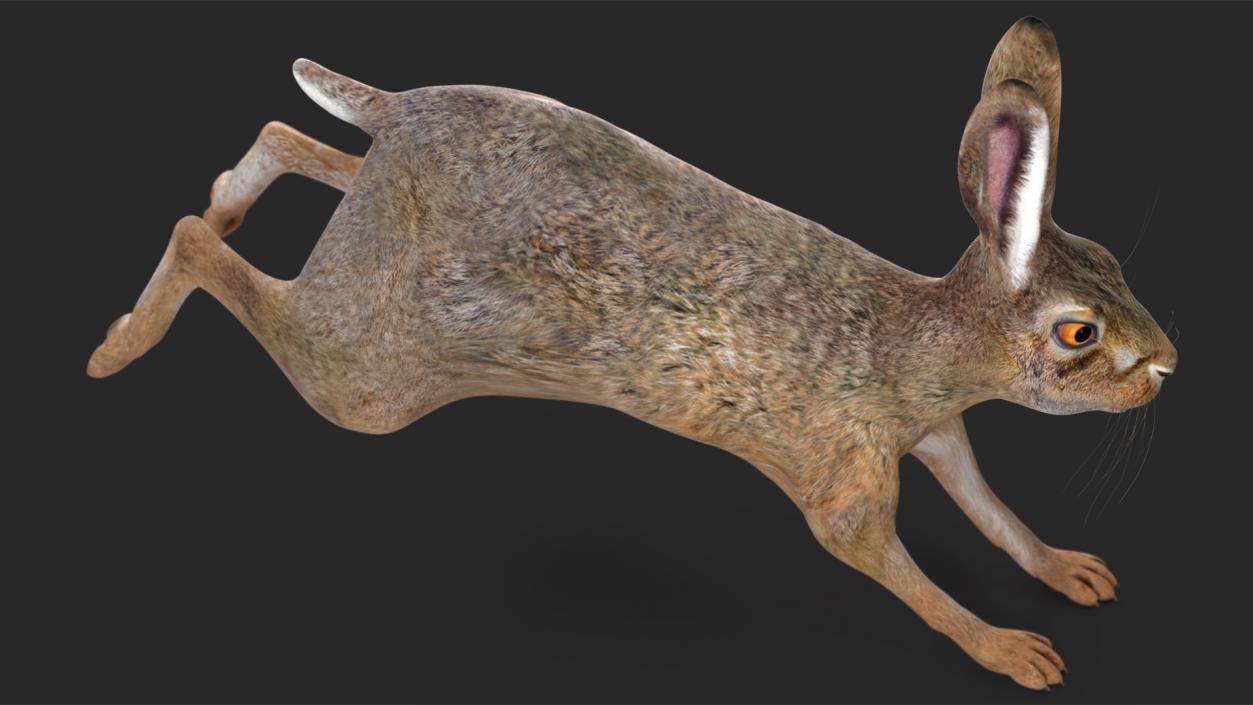 3D model Hare  Animated Rigged for Cinema 4D