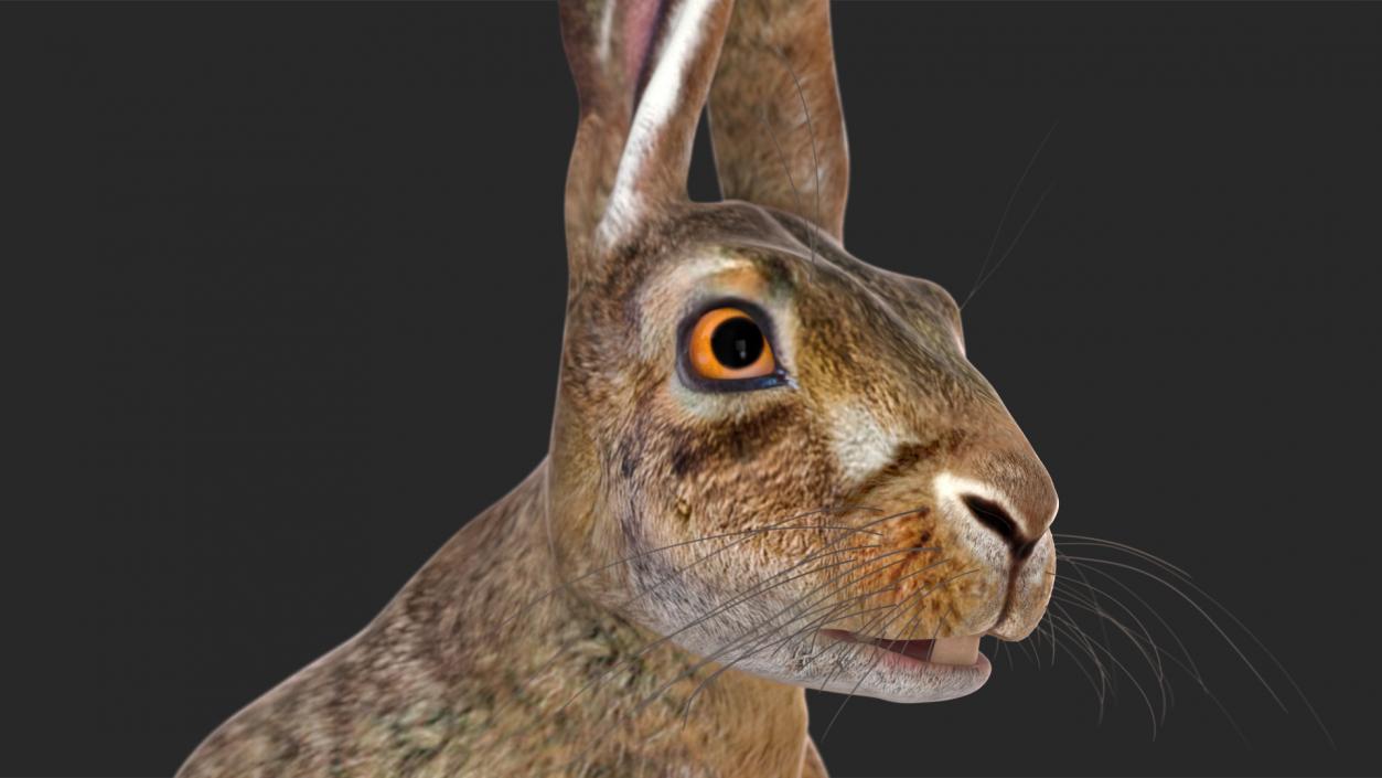 3D model Hare  Animated Rigged for Cinema 4D