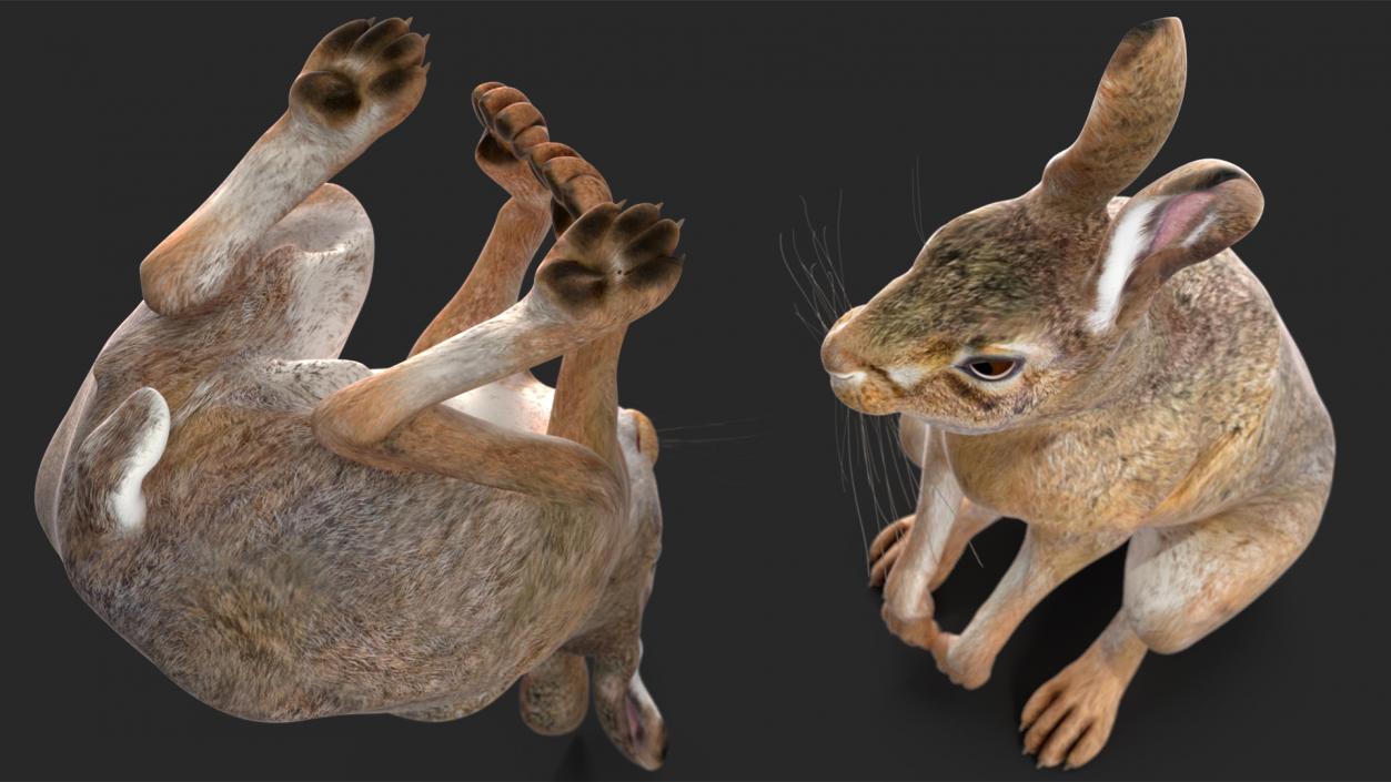 3D model Hare  Animated Rigged for Cinema 4D