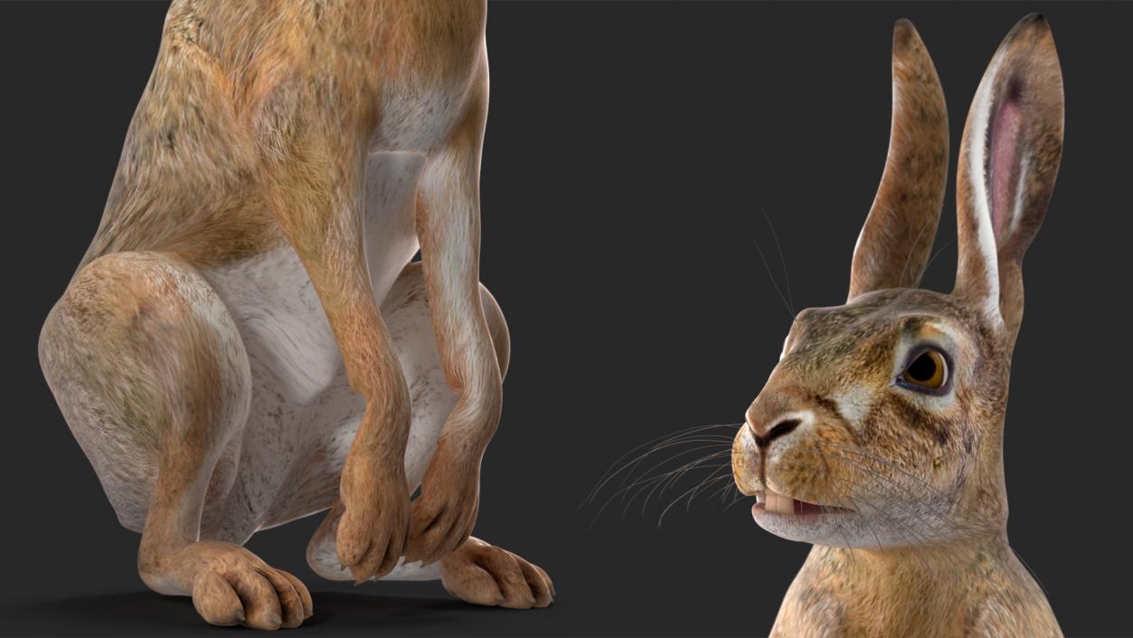 3D model Hare  Animated Rigged for Cinema 4D