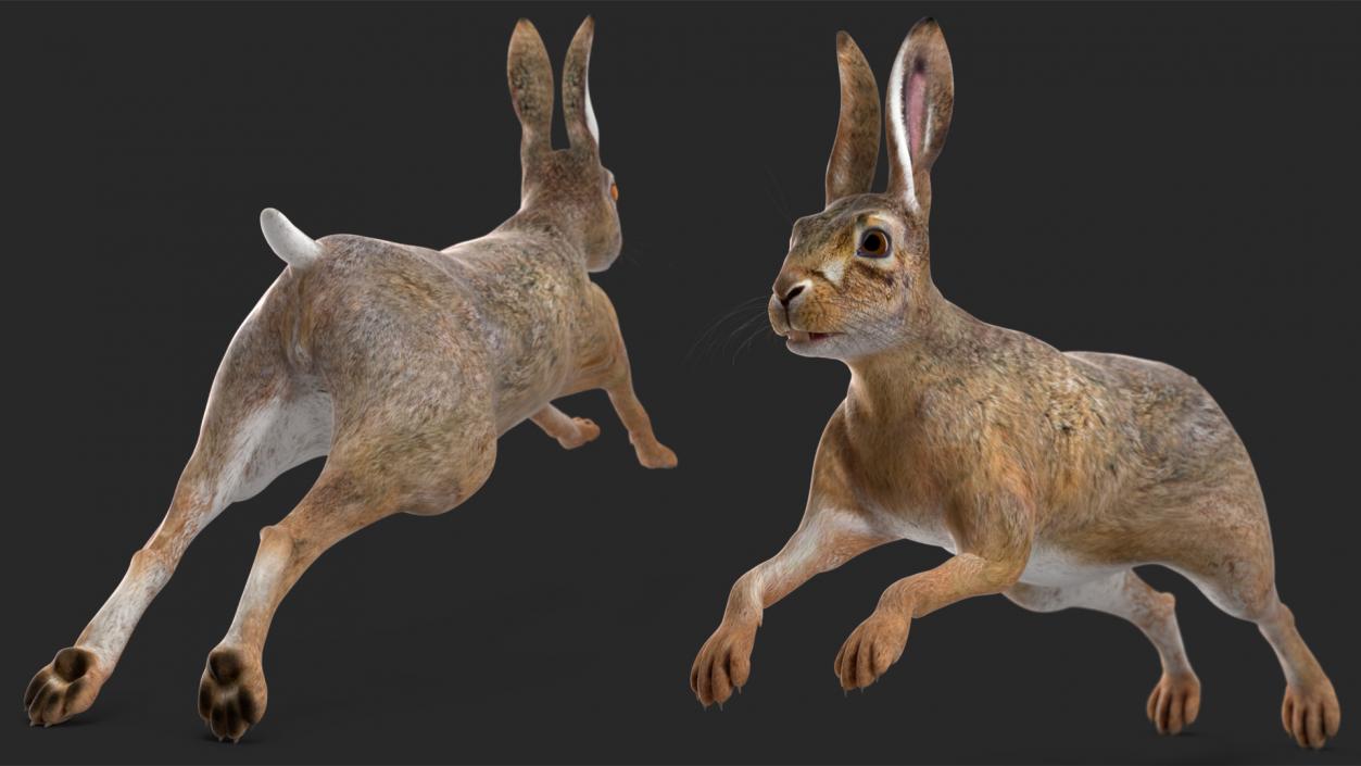 3D model Hare  Animated Rigged for Cinema 4D