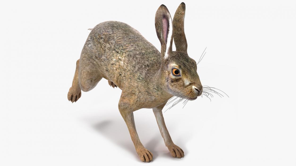 3D model Hare  Animated Rigged for Cinema 4D