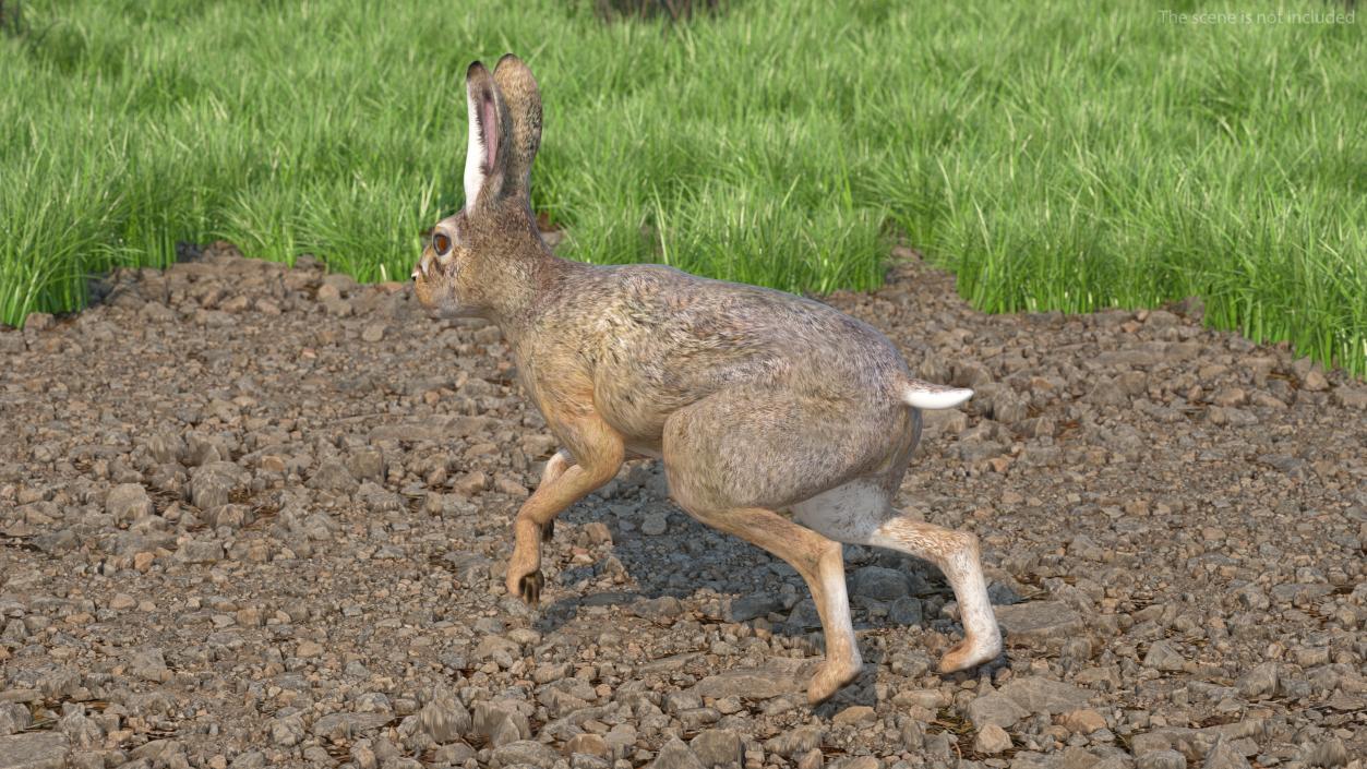 3D model Hare  Animated Rigged for Cinema 4D