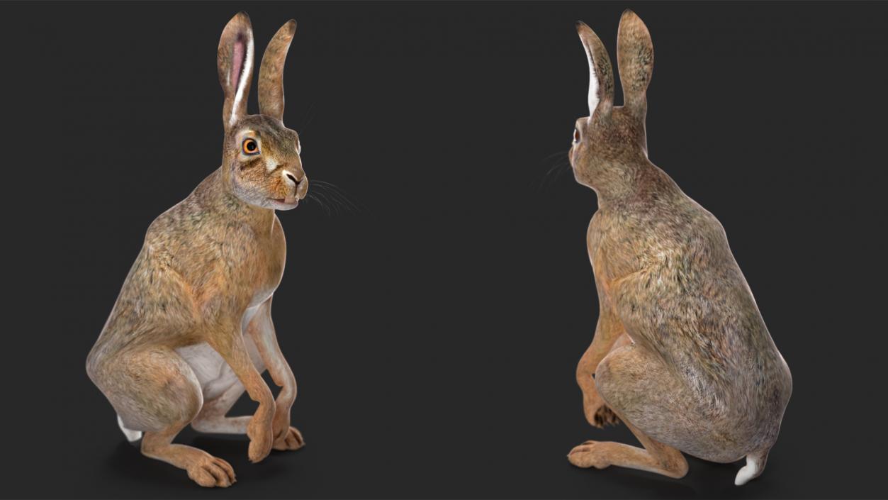 3D model Hare  Animated Rigged for Cinema 4D