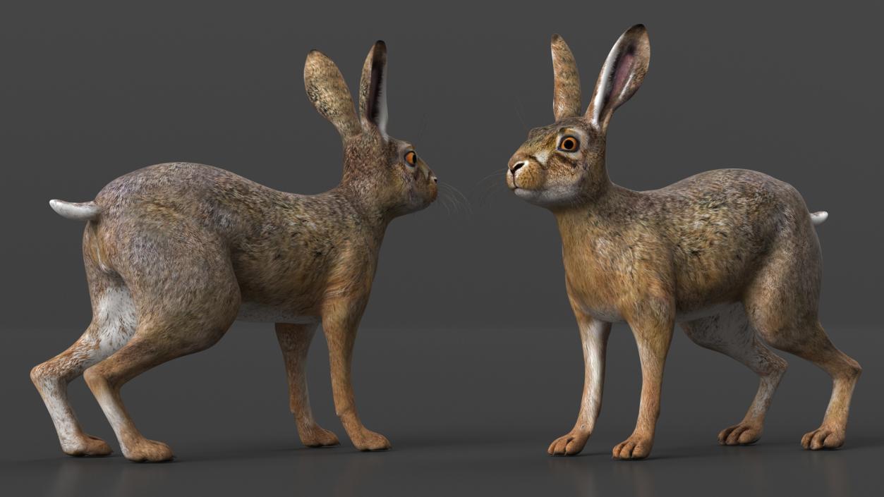 3D model Hare  Animated Rigged for Cinema 4D