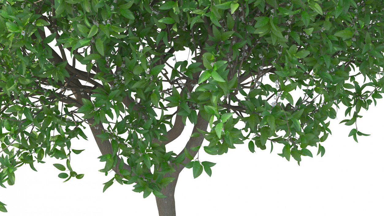 Orange Tree with Flowers 3D model