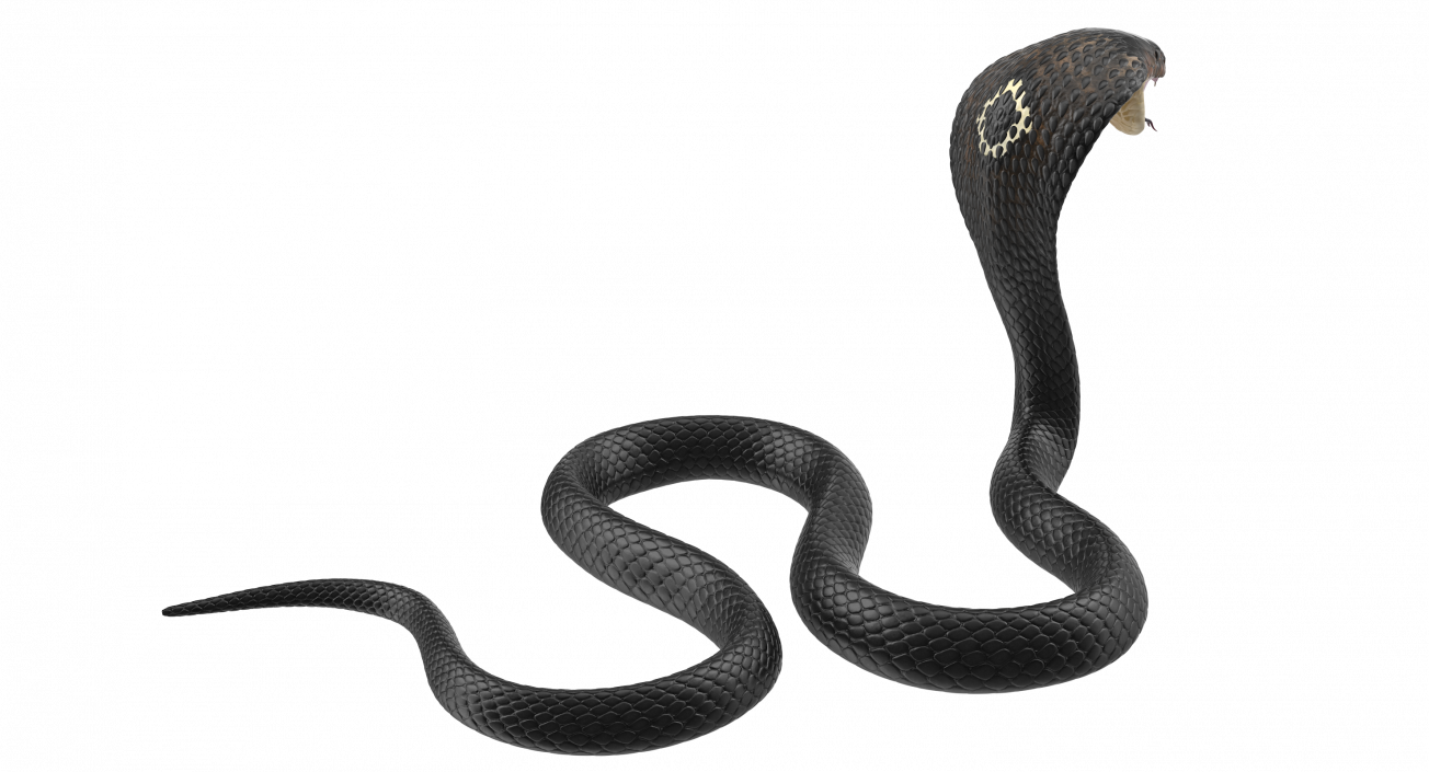 3D model Dark Skin Cobra Attacking Pose