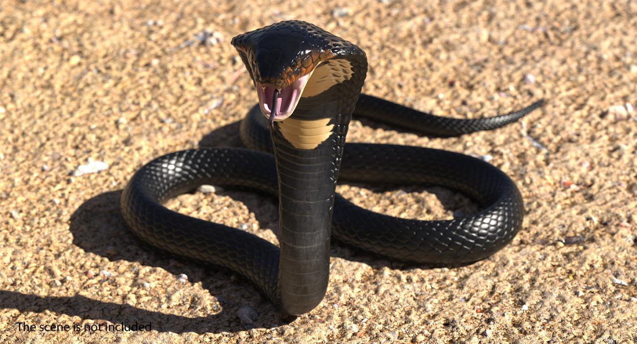 3D model Dark Skin Cobra Attacking Pose