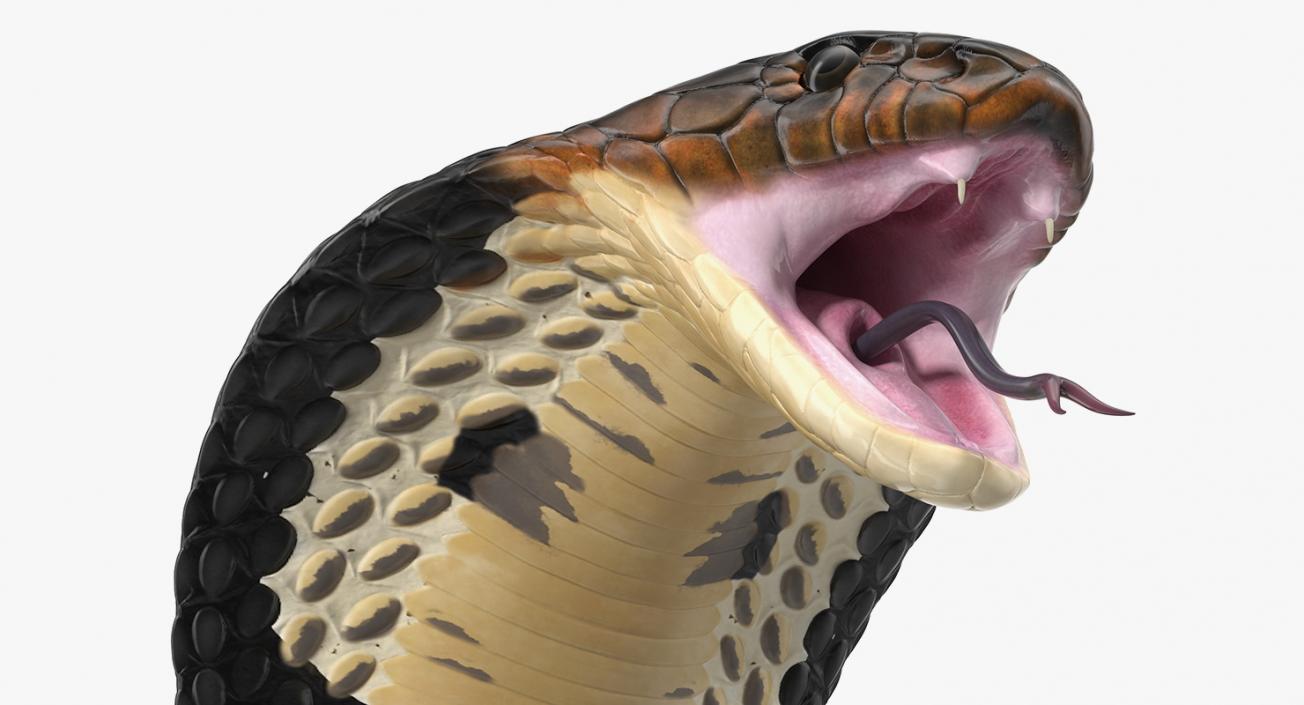 3D model Dark Skin Cobra Attacking Pose