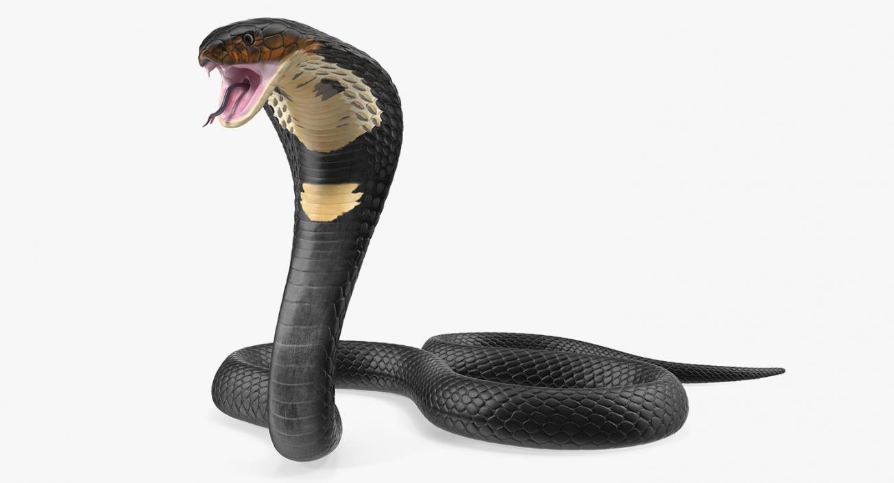 3D model Dark Skin Cobra Attacking Pose