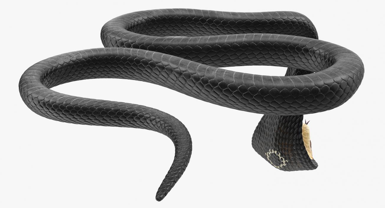 3D model Dark Skin Cobra Attacking Pose