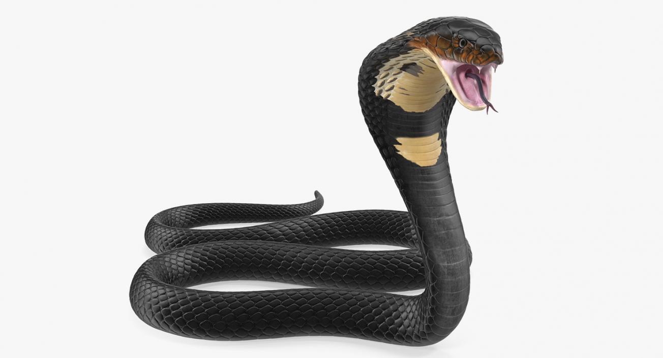 3D model Dark Skin Cobra Attacking Pose