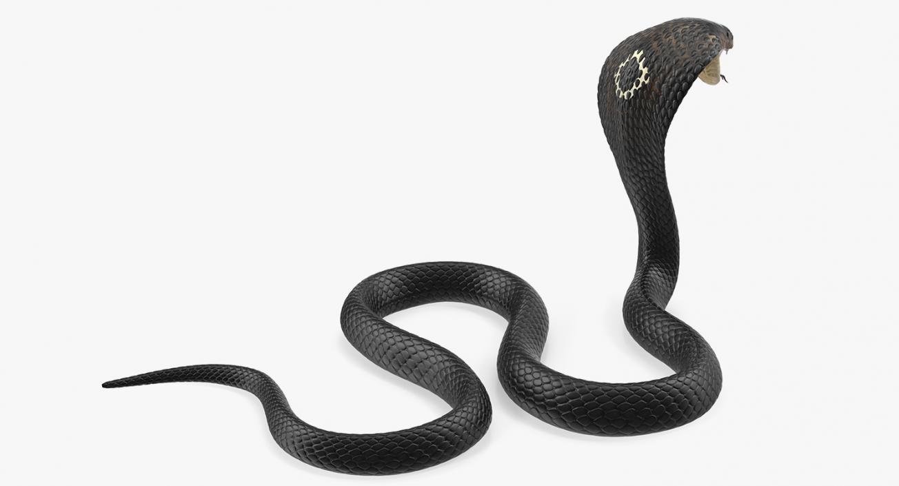 3D model Dark Skin Cobra Attacking Pose