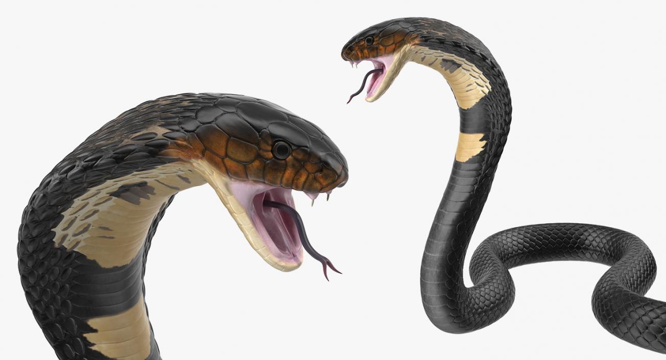 3D model Dark Skin Cobra Attacking Pose