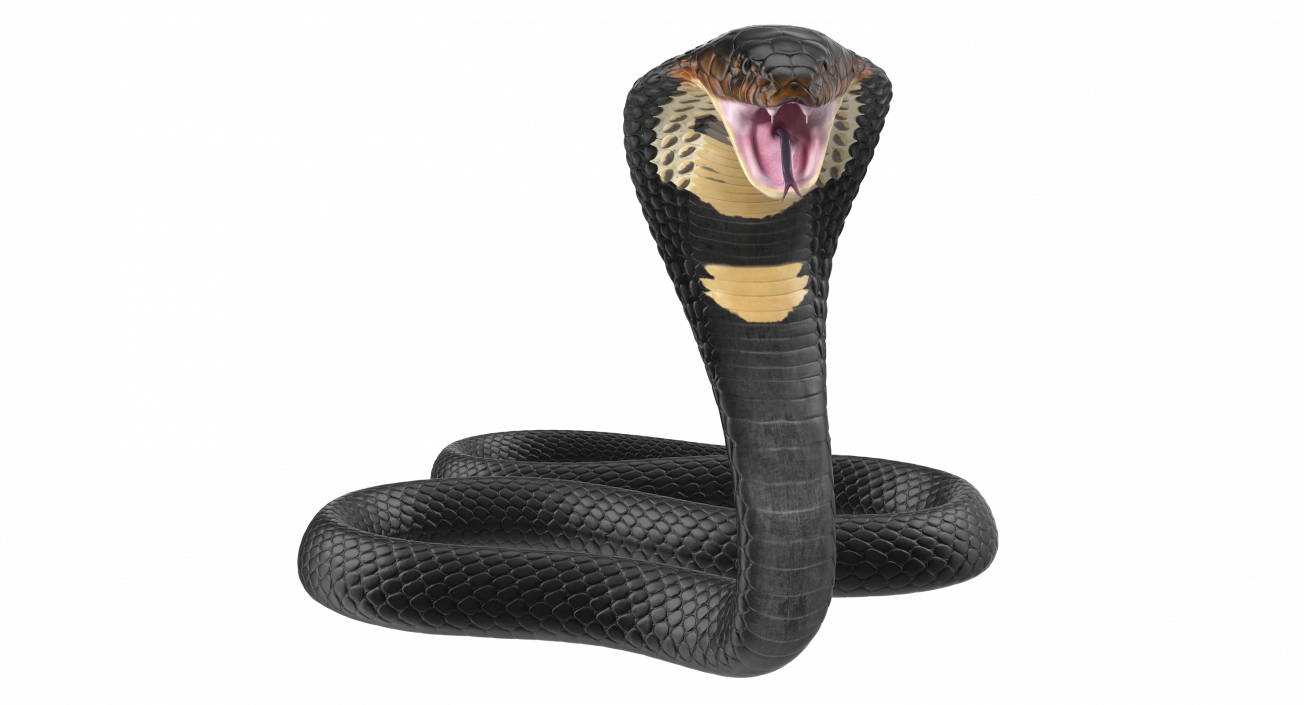 3D model Dark Skin Cobra Attacking Pose