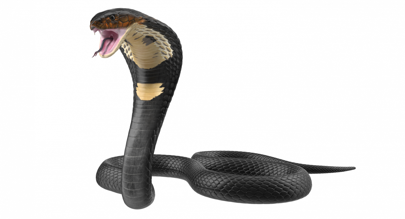 3D model Dark Skin Cobra Attacking Pose