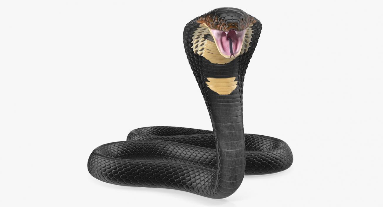 3D model Dark Skin Cobra Attacking Pose