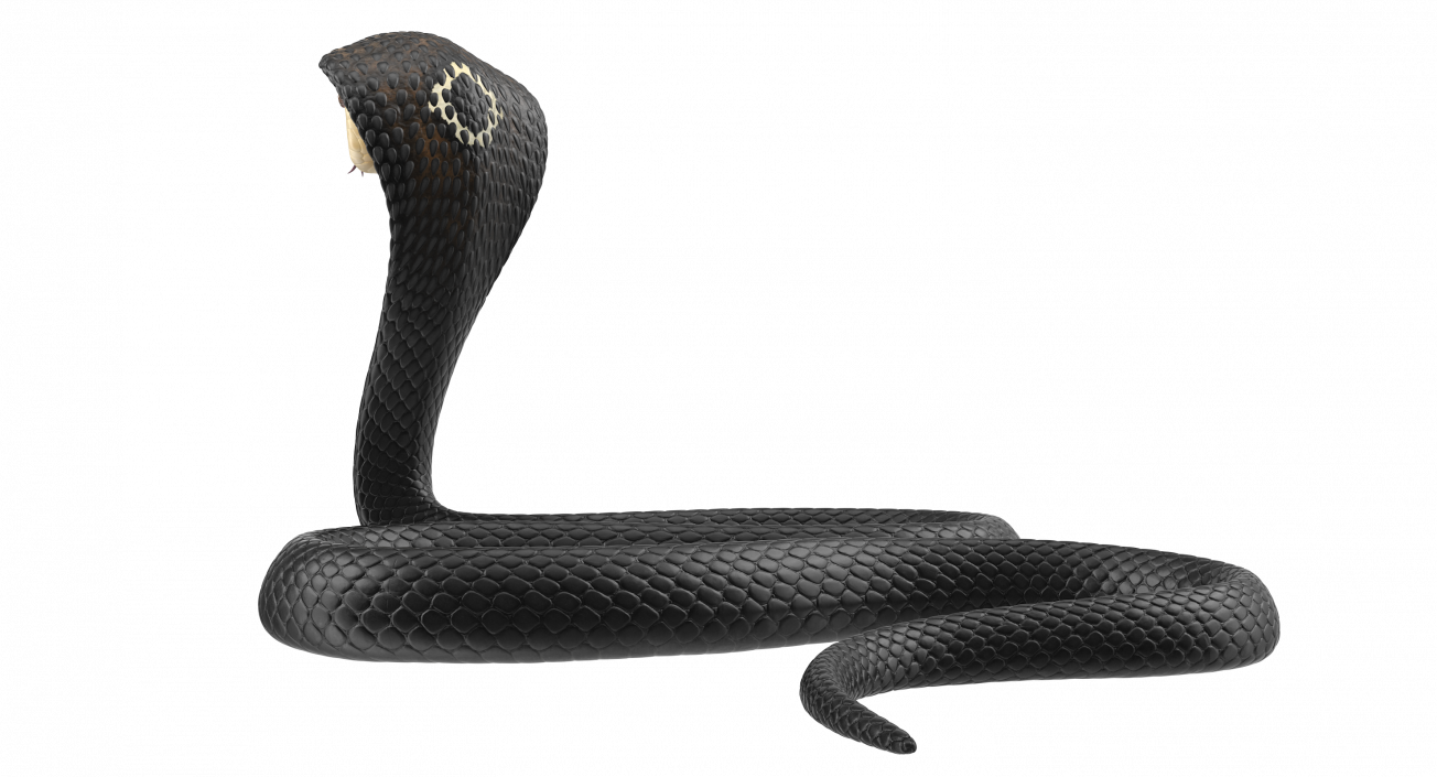 3D model Dark Skin Cobra Attacking Pose