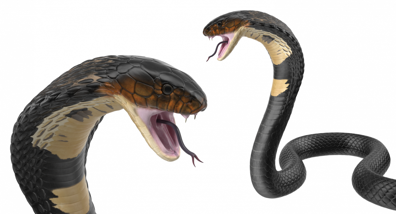 3D model Dark Skin Cobra Attacking Pose