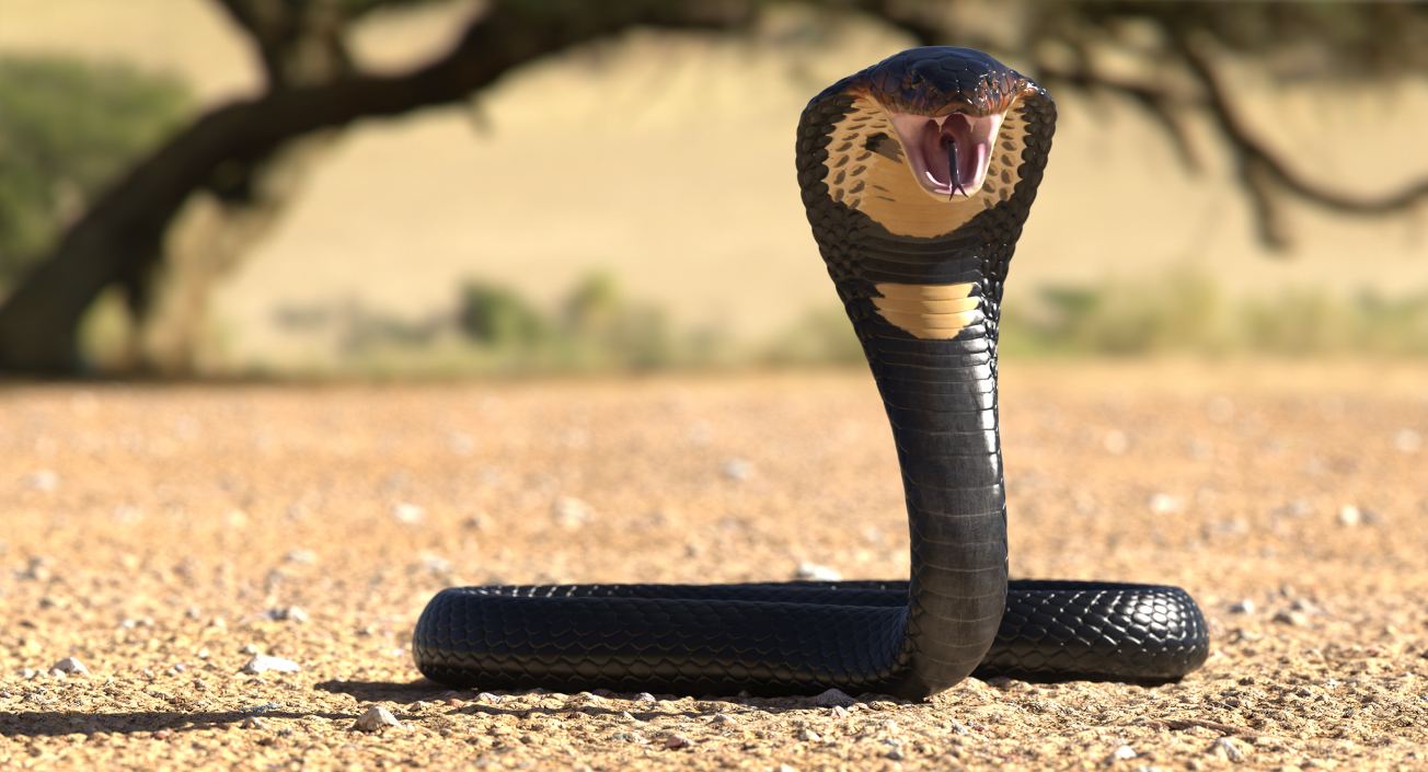 3D model Dark Skin Cobra Attacking Pose