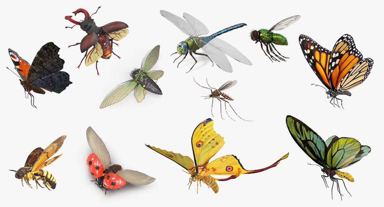 Flying Insects Collection 6 3D