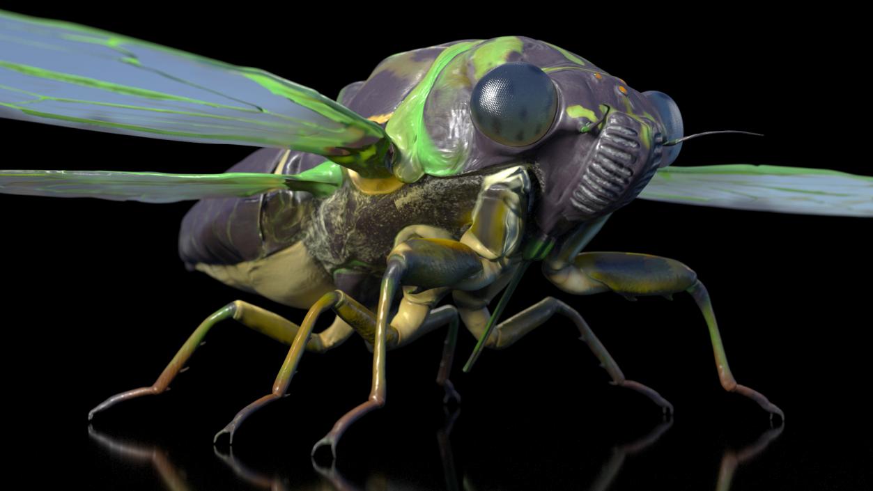 Flying Insects Collection 6 3D