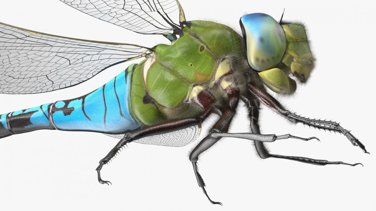 Flying Insects Collection 6 3D