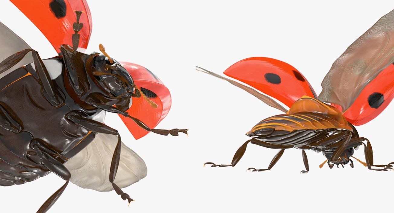 Flying Insects Collection 6 3D