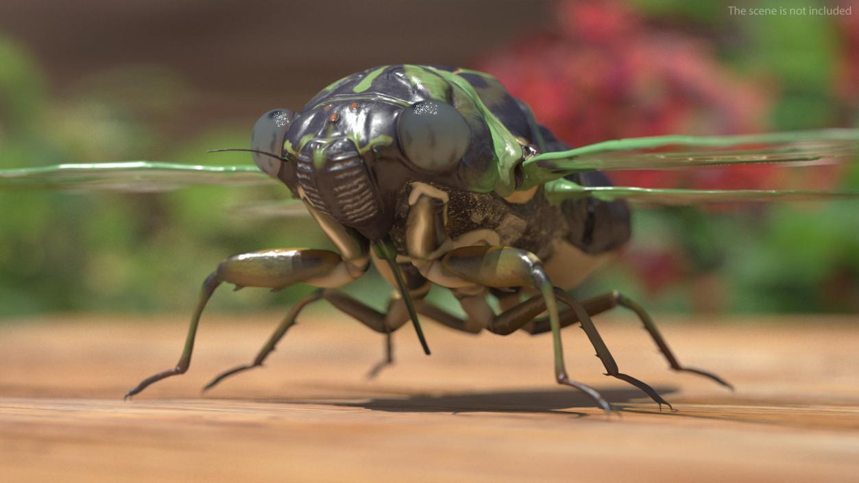 Flying Insects Collection 6 3D