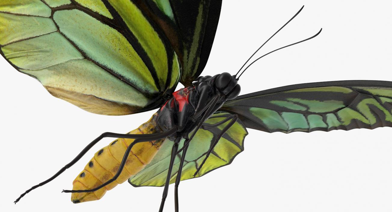 Flying Insects Collection 6 3D