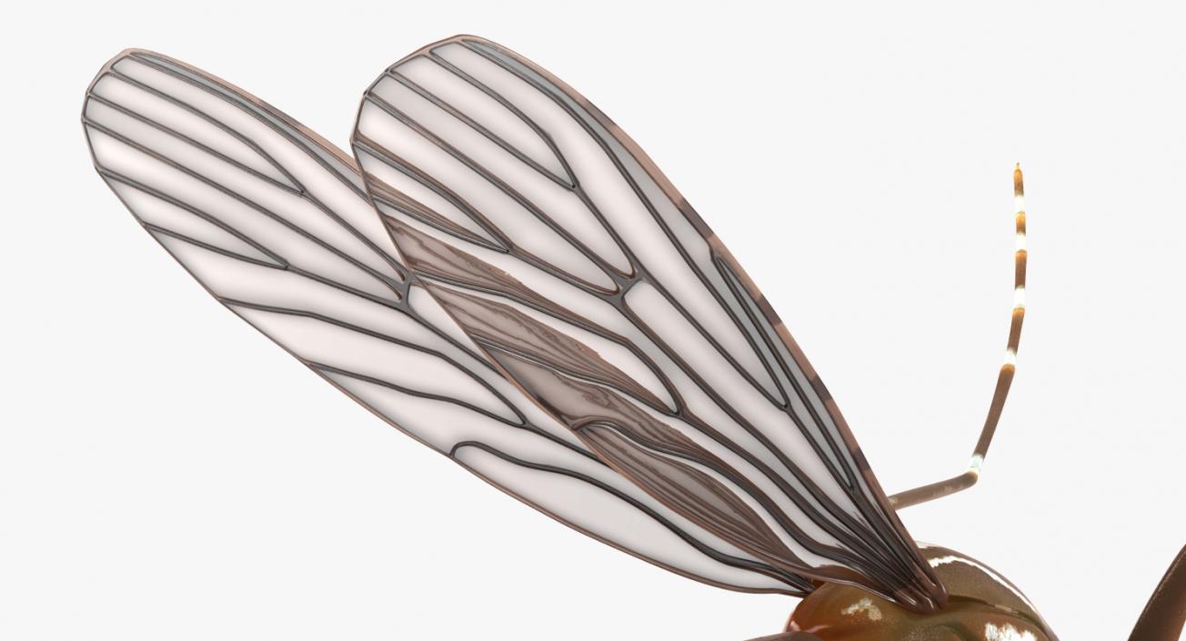 Flying Insects Collection 6 3D