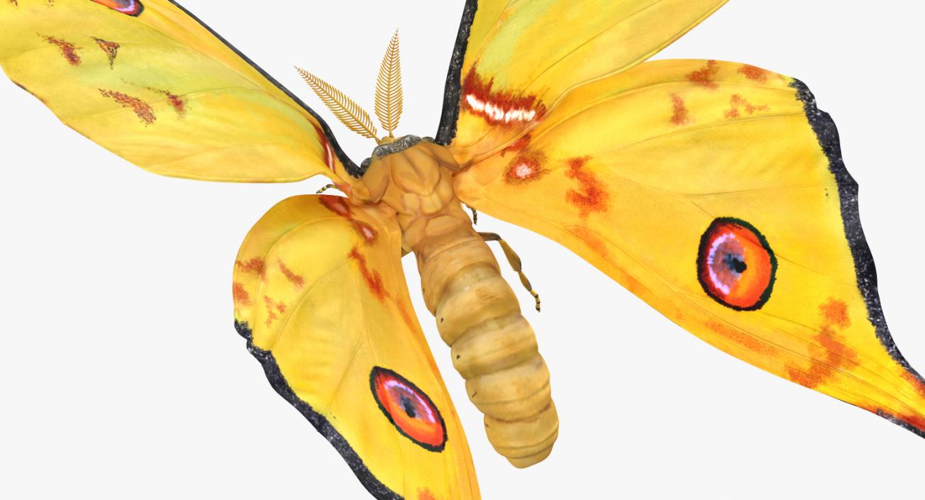 Flying Insects Collection 6 3D