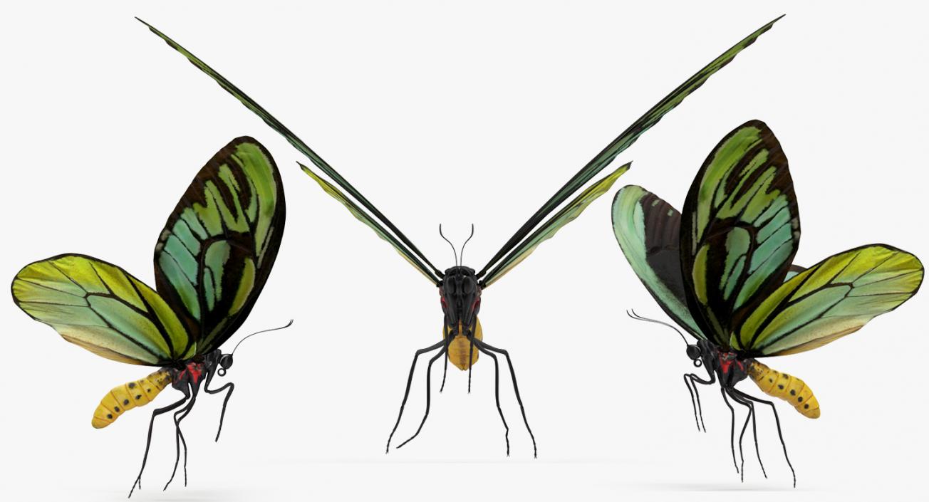 Flying Insects Collection 6 3D