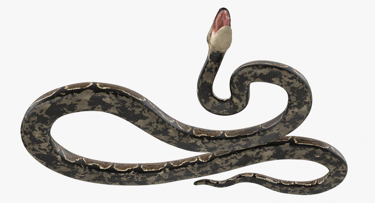 3D model Brown Python Snake Attack Pose