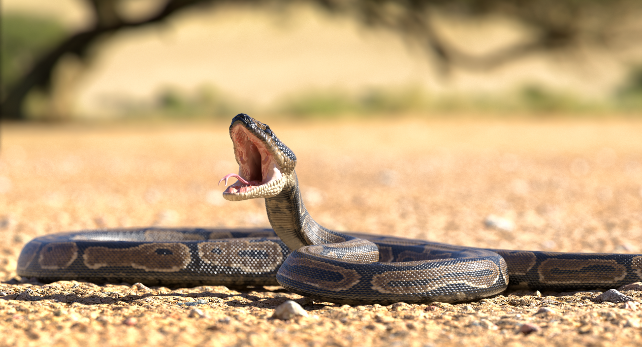 3D model Brown Python Snake Attack Pose