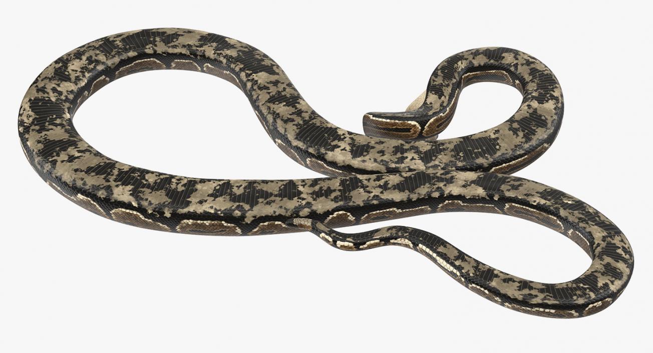 3D model Brown Python Snake Attack Pose