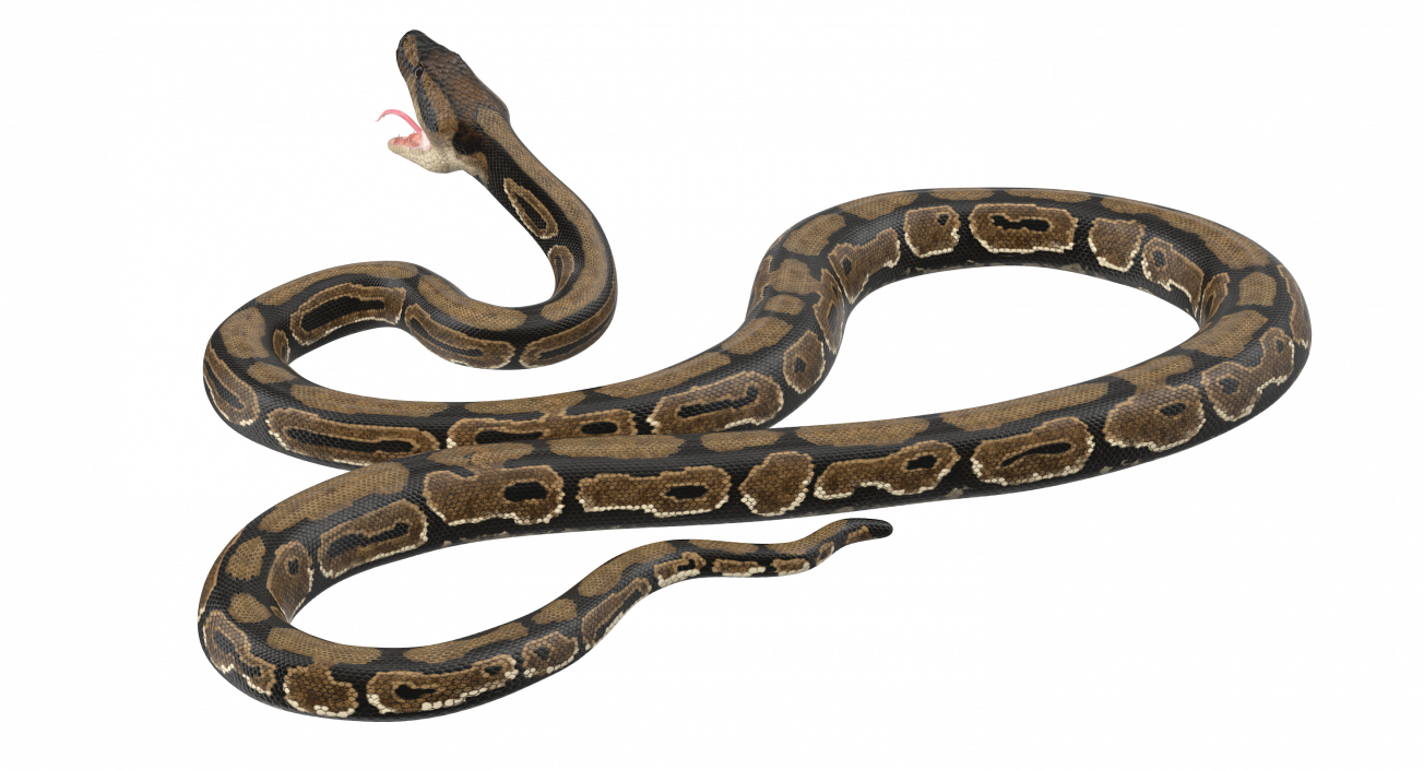 3D model Brown Python Snake Attack Pose