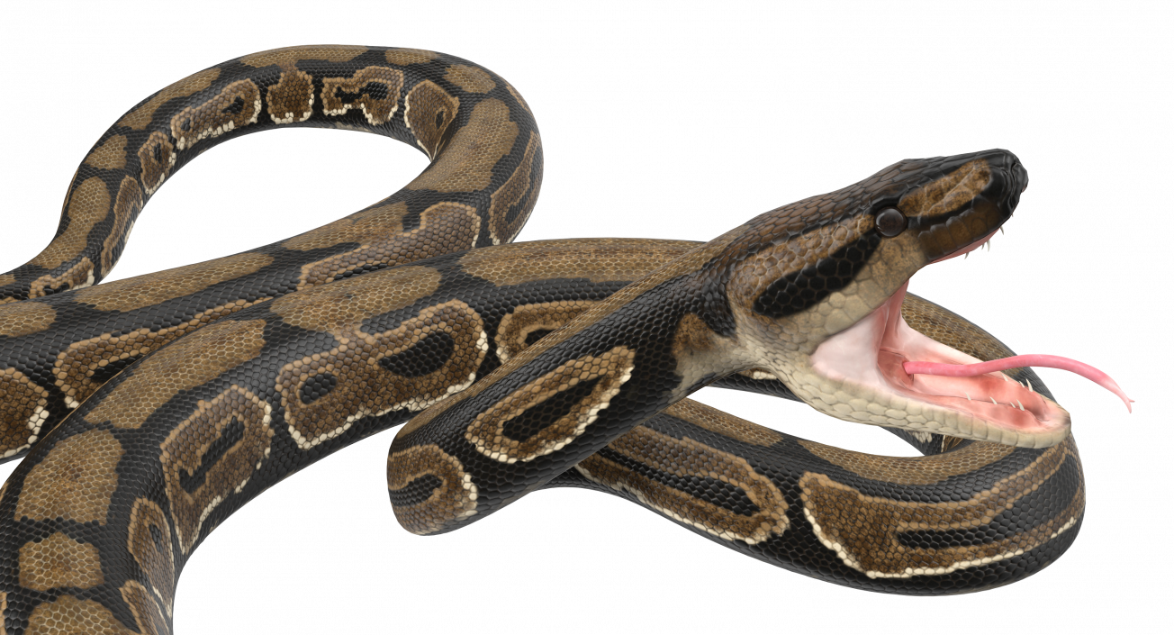 3D model Brown Python Snake Attack Pose