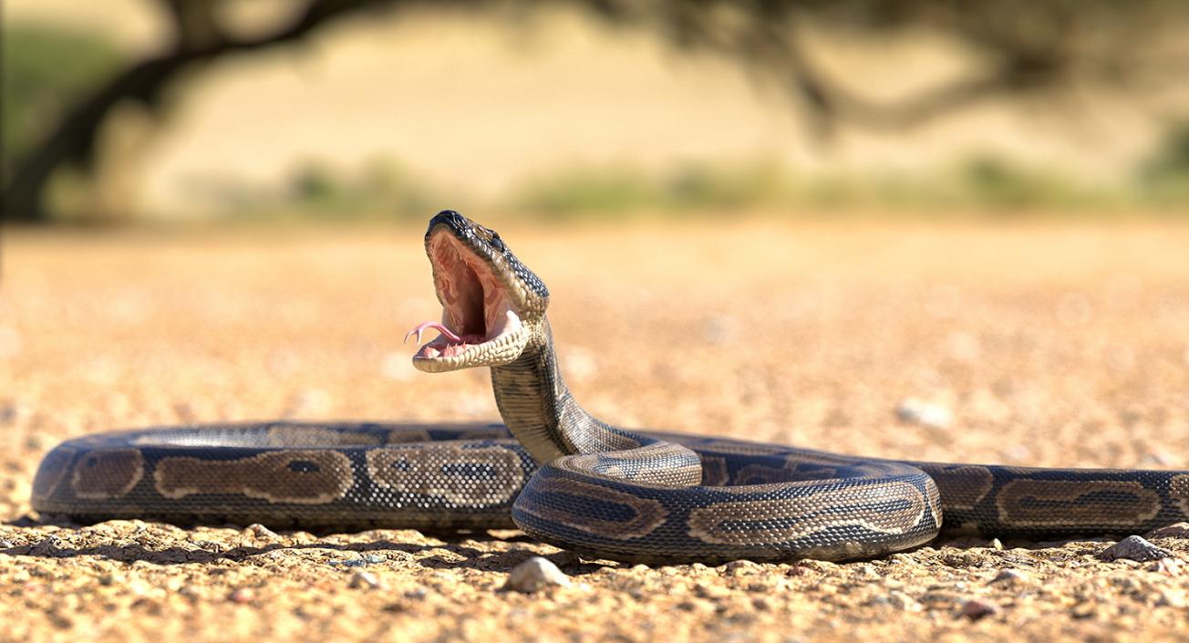 3D model Brown Python Snake Attack Pose