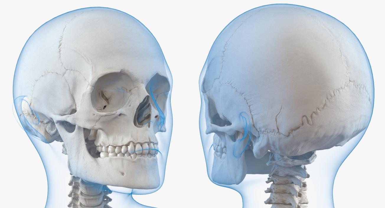 3D Male and Female Bodies with Skeletons Collection model