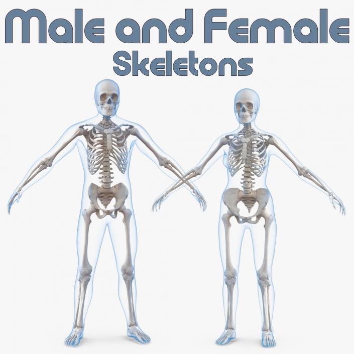 3D Male and Female Bodies with Skeletons Collection model