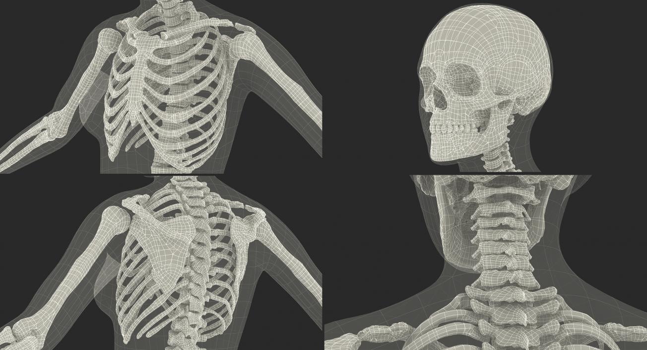 3D Male and Female Bodies with Skeletons Collection model