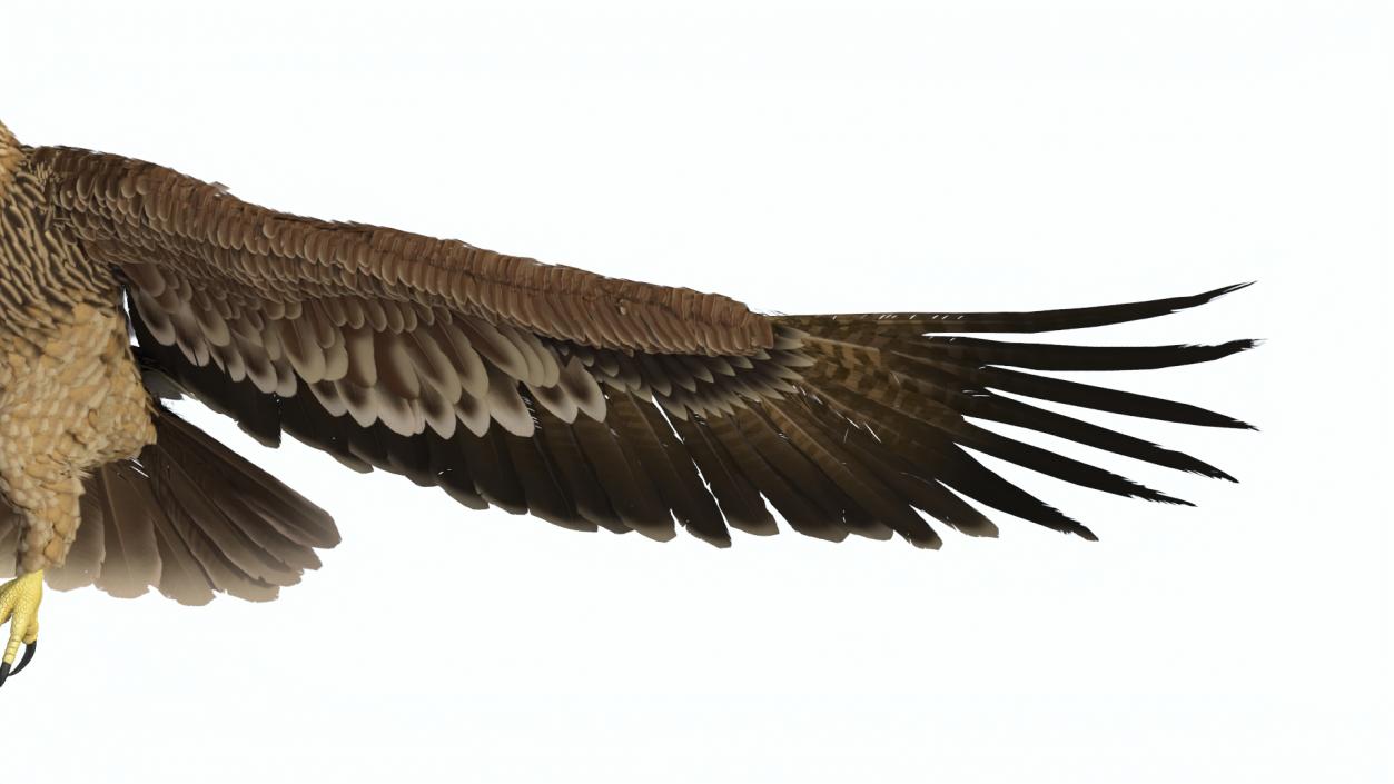 3D Imperial Eagle Flying