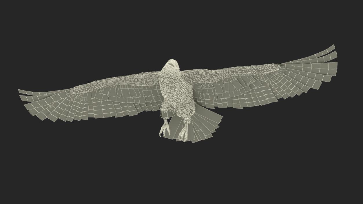 3D Imperial Eagle Flying