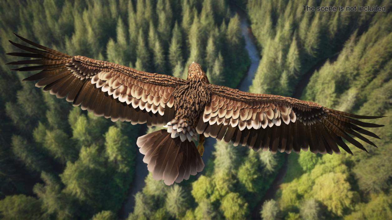 3D Imperial Eagle Flying