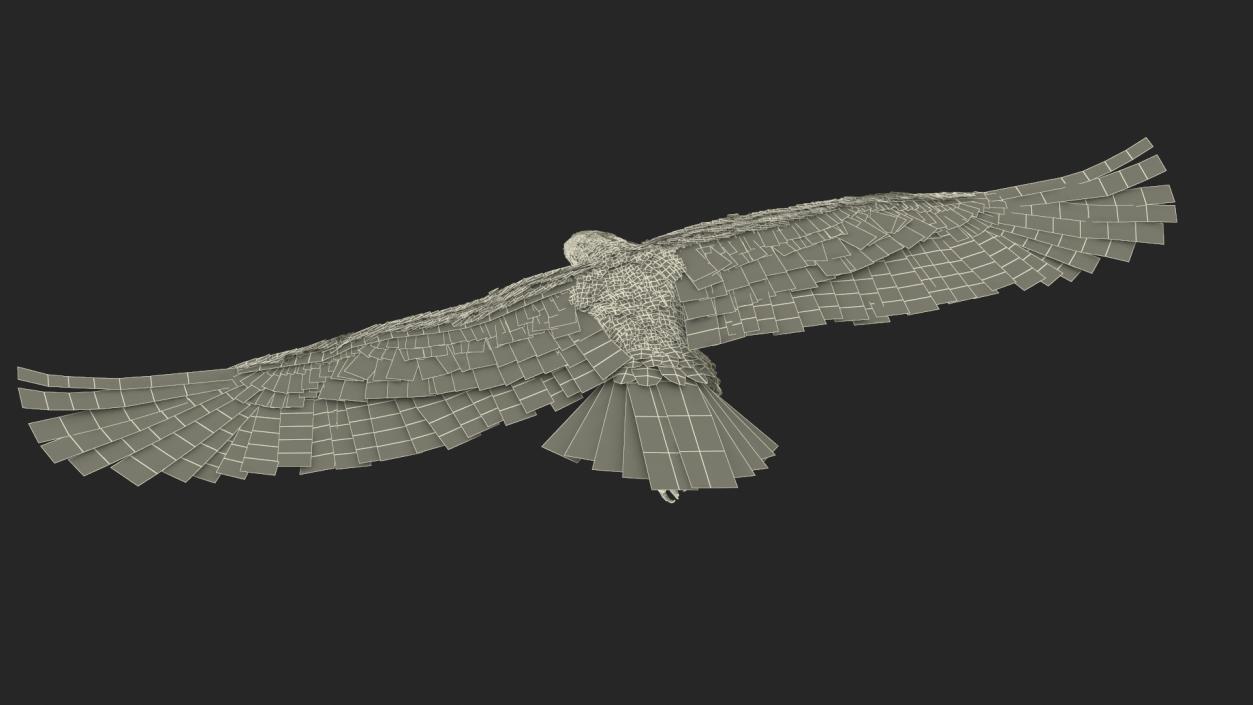 3D Imperial Eagle Flying