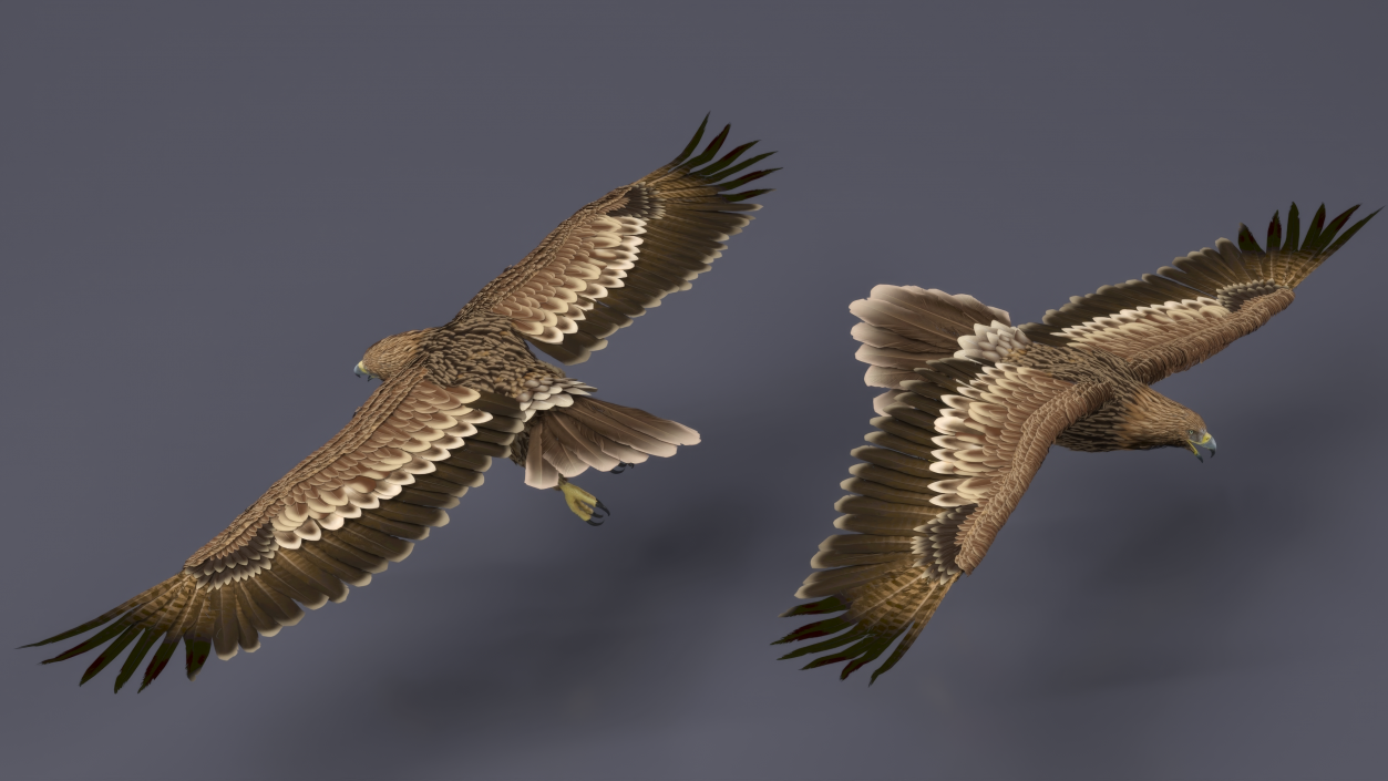 3D Imperial Eagle Flying