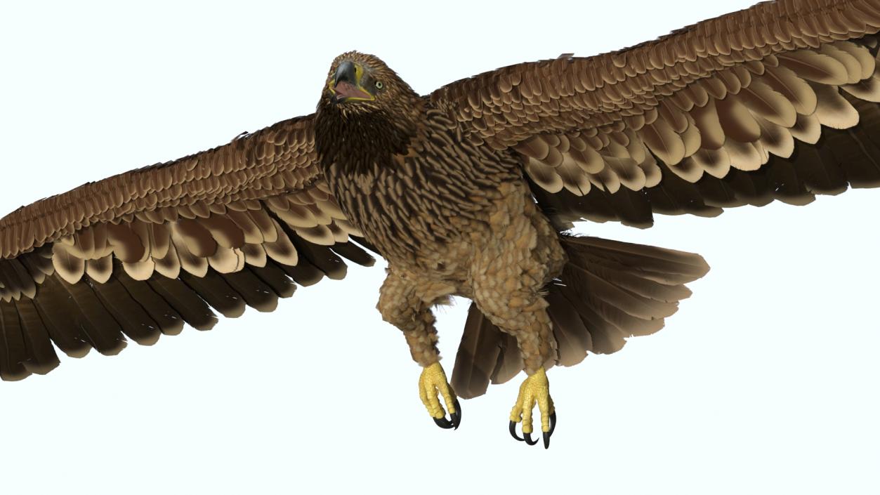 3D Imperial Eagle Flying