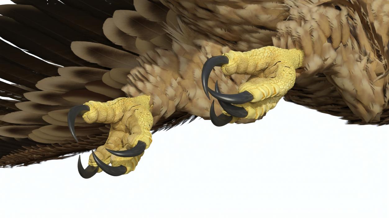 3D Imperial Eagle Flying